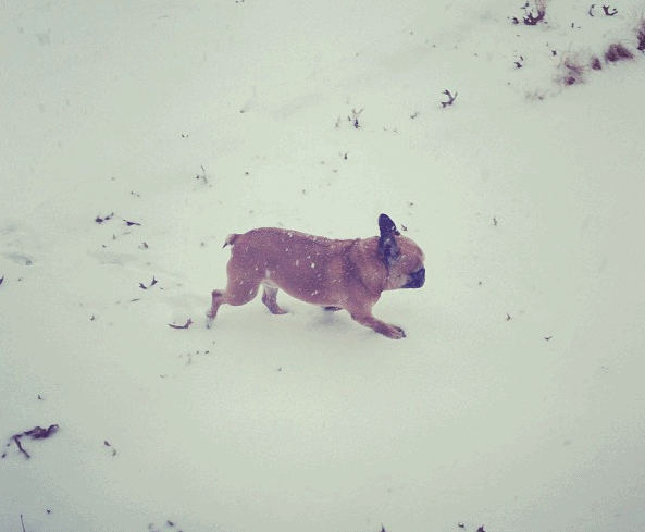 My French Bulldog in the snow